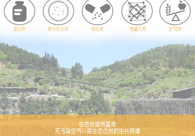 金針菇干貨 無硫農(nóng)產(chǎn)品，酒店與工廠的優(yōu)選原料